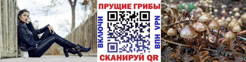 Галлюциногенные грибы Cubensis  цена наркотик  Балашиха 